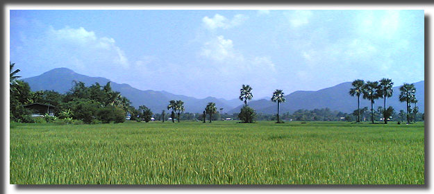 Chiang-Mai-rice-fields-w